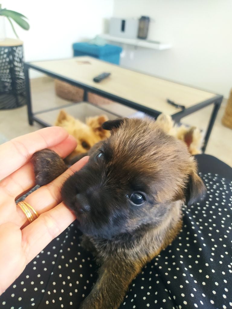 Chiot Cairn Terrier Kitty's Field