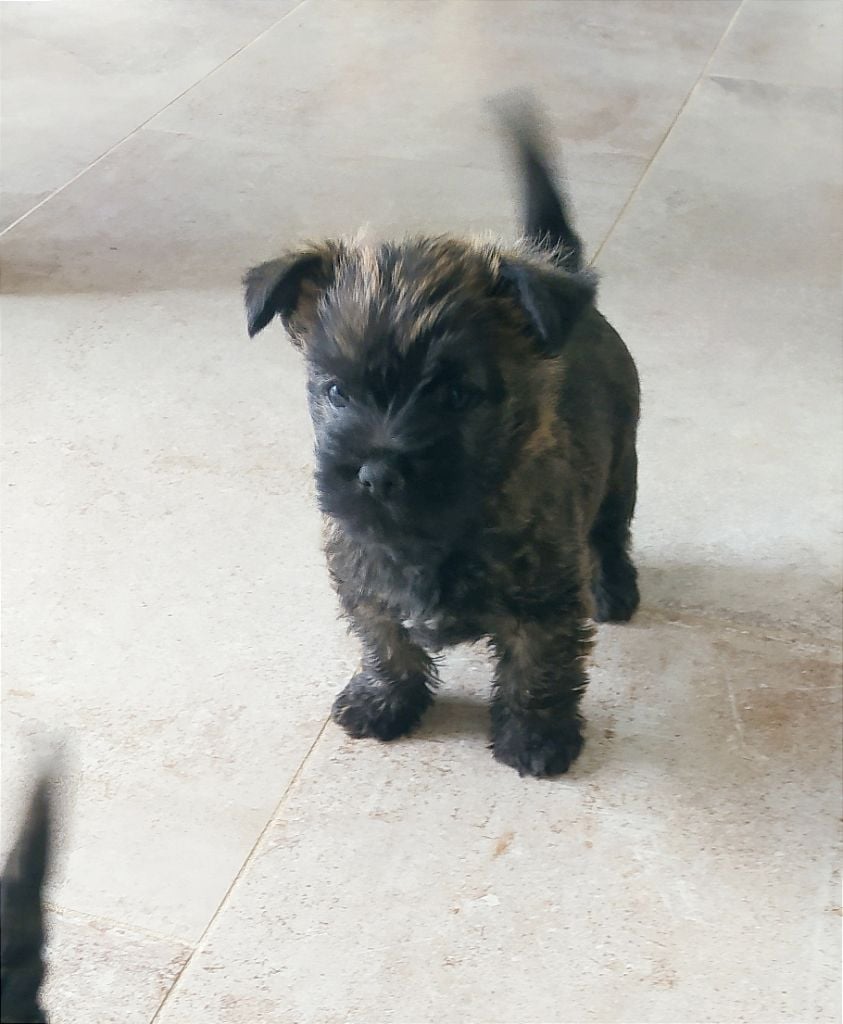 Kitty's Field - Chiots disponibles - Cairn Terrier