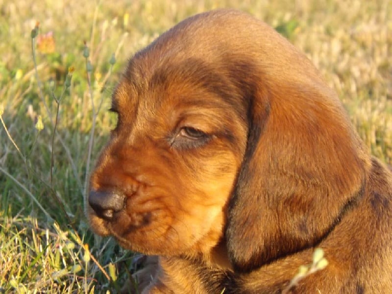 Au Pays Du Basset Des Alpes - Chiots disponibles - Basset des Alpes