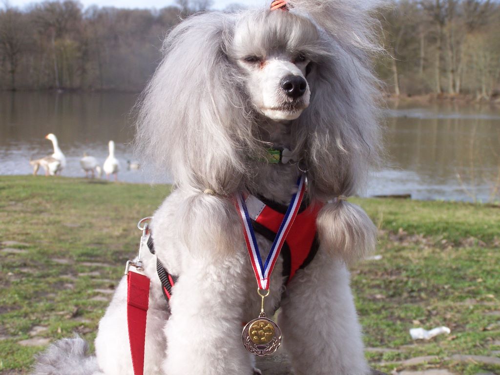 Du Domaine Fleuri De Valdemosa - 1er CANICROSS COMPETITION POUR UN CANICHE DE VALDEMOSA