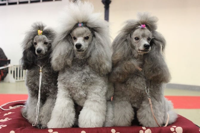 Du Domaine Fleuri De Valdemosa - EXPOSITION PARIS DOG SHOW 2016