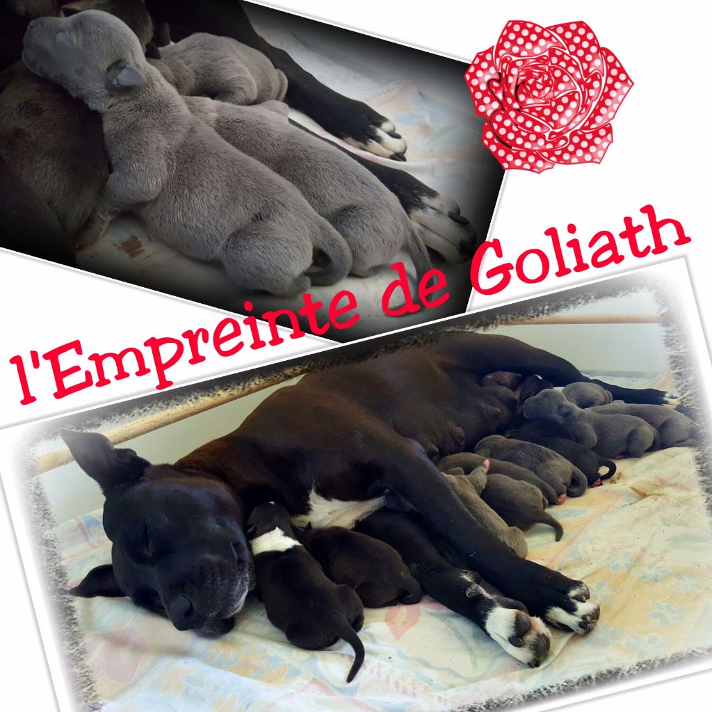 De L'empreinte De Goliath - LES BÉBÉS SONT LA !!