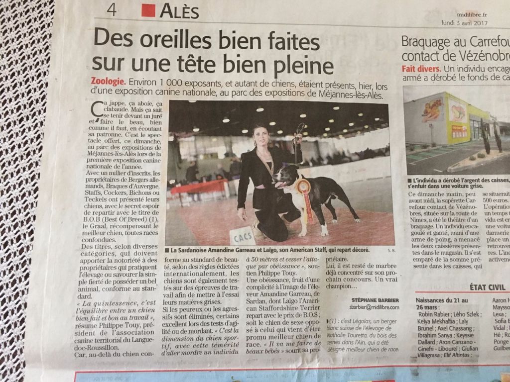 Pour sa première il remporte CACS + BOS et apparaît dans le Midi Libre