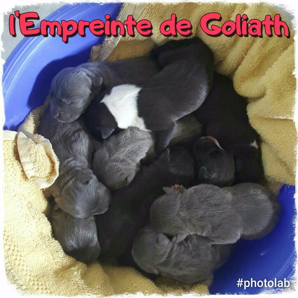 Chiot American Staffordshire Terrier De L'empreinte De Goliath