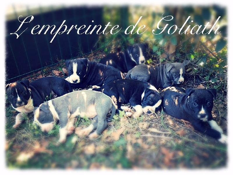 Chiot American Staffordshire Terrier De L'empreinte De Goliath