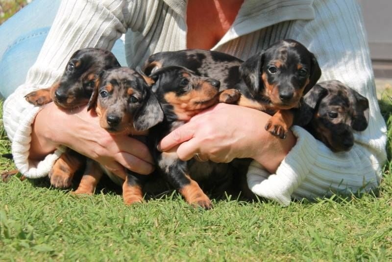 Chiot Teckel poil ras Des Perles Camarguaises