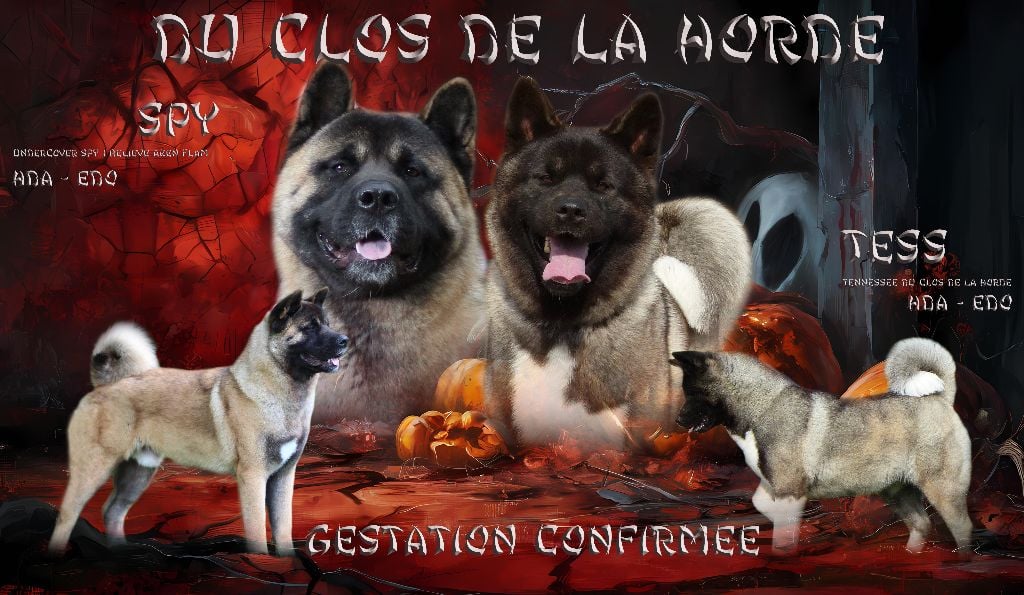 Du Clos De La Horde - 2024 GESTATION CONFIRMEE