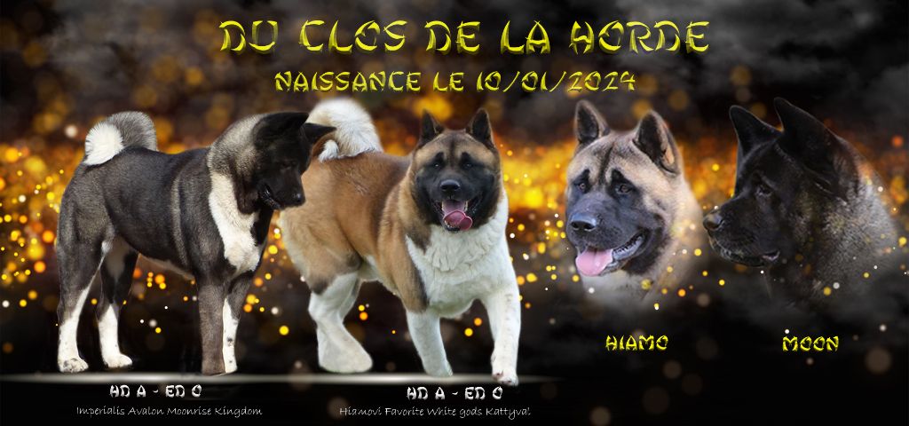 Du Clos De La Horde - Akita americain - Portée née le 10/01/2024