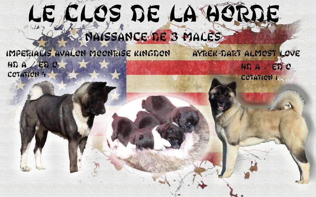 Du Clos De La Horde - Akita americain - Portée née le 05/09/2020