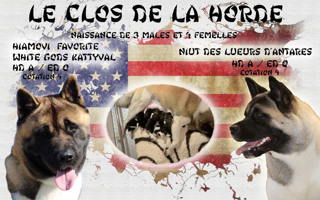 Du Clos De La Horde - Akita americain - Portée née le 19/02/2020