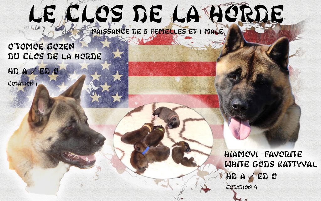 Du Clos De La Horde - Akita americain - Portée née le 29/08/2020