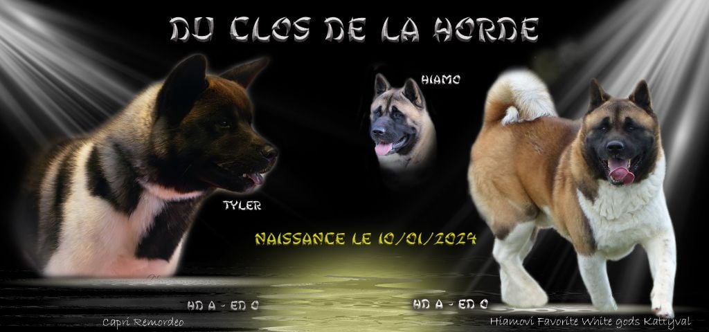 Du Clos De La Horde - Akita americain - Portée née le 10/01/2024