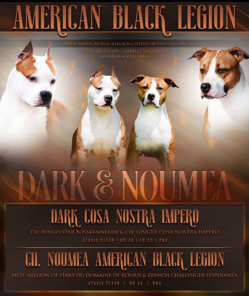 American Black Legion - American Staffordshire Terrier - Portée née le 28/10/2022