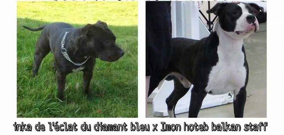 American Black Legion - American Staffordshire Terrier - Portée née le 25/03/2016