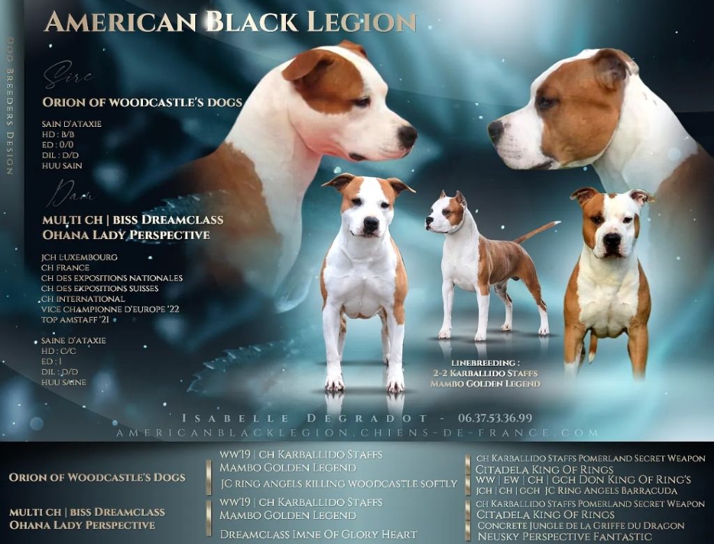 American Black Legion - American Staffordshire Terrier - Portée née le 01/07/2022