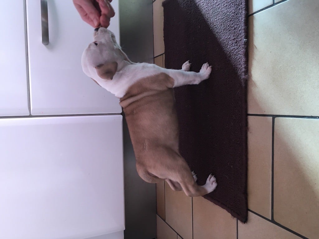 North First Edition - Chiots disponibles - American Staffordshire Terrier