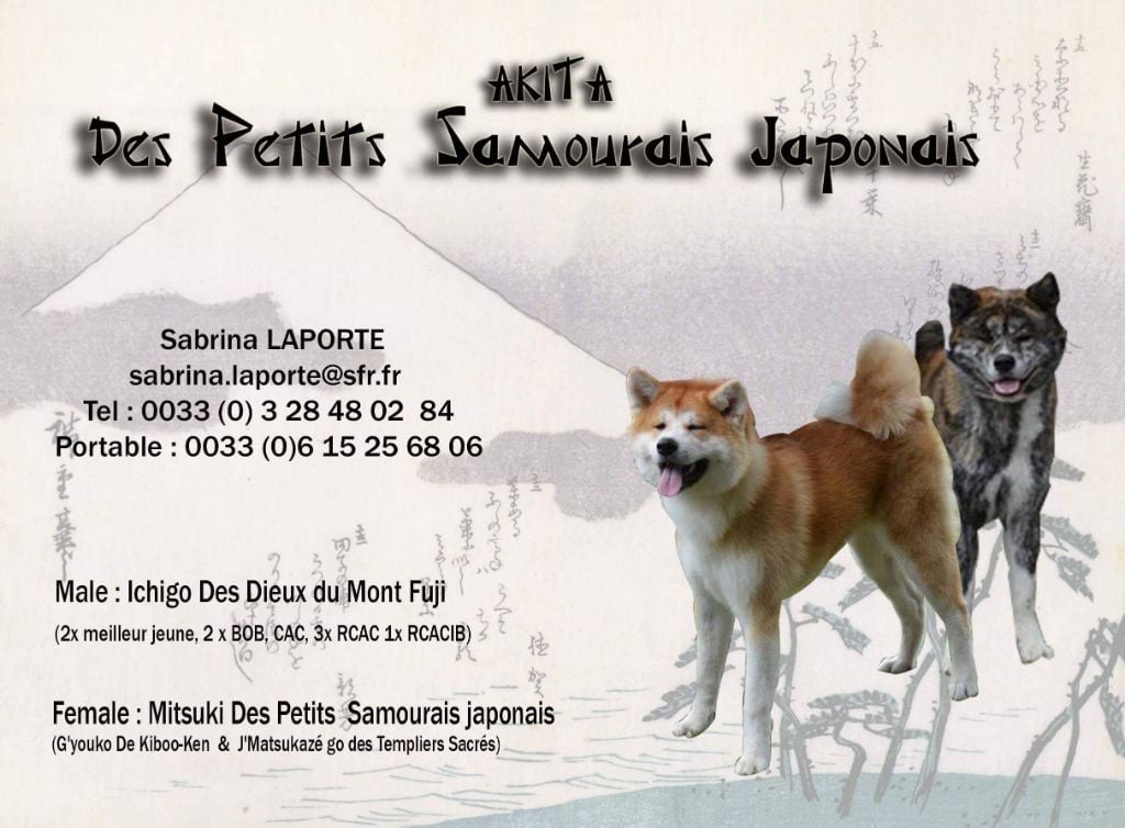 Mariage Akita-Inu le 10 NOVEMBRE 2022