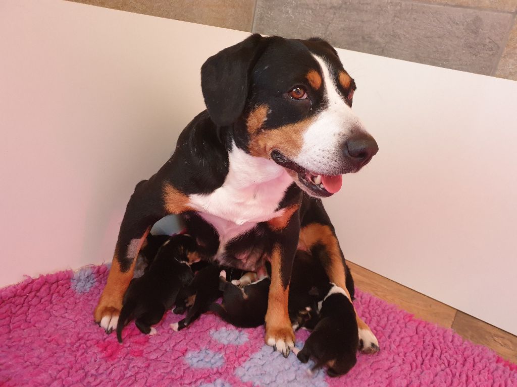 Chiot Bouvier de l'Entlebuch Du Mystère Des Bastides