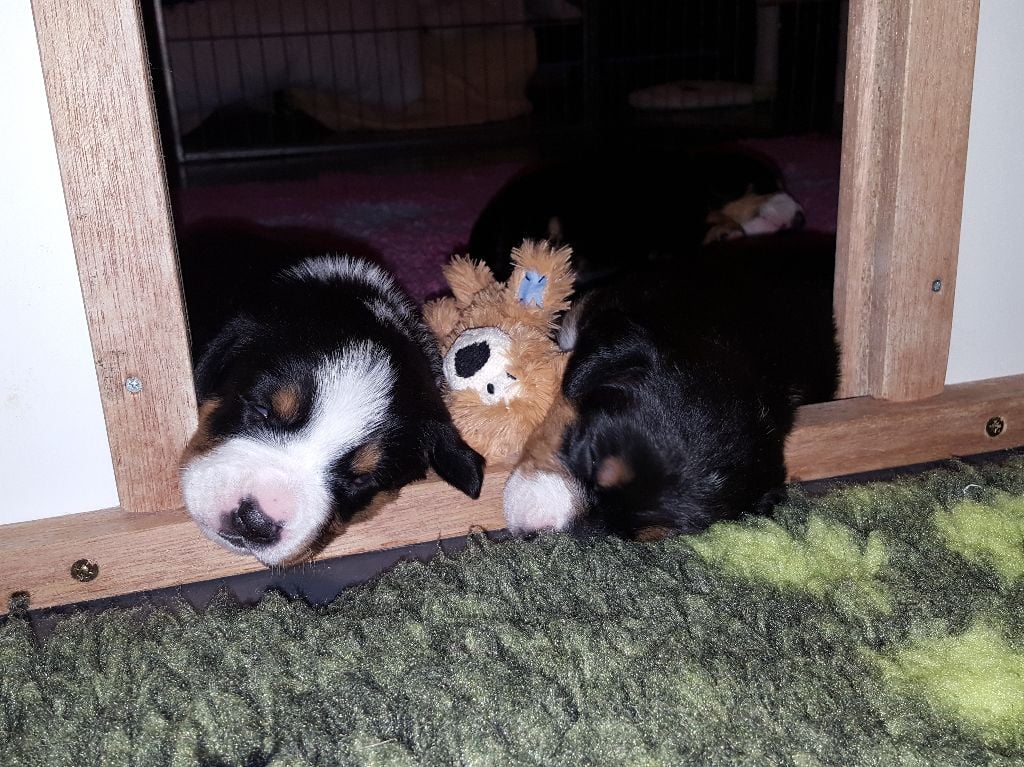 Chiot Bouvier de l'Entlebuch Du Mystère Des Bastides