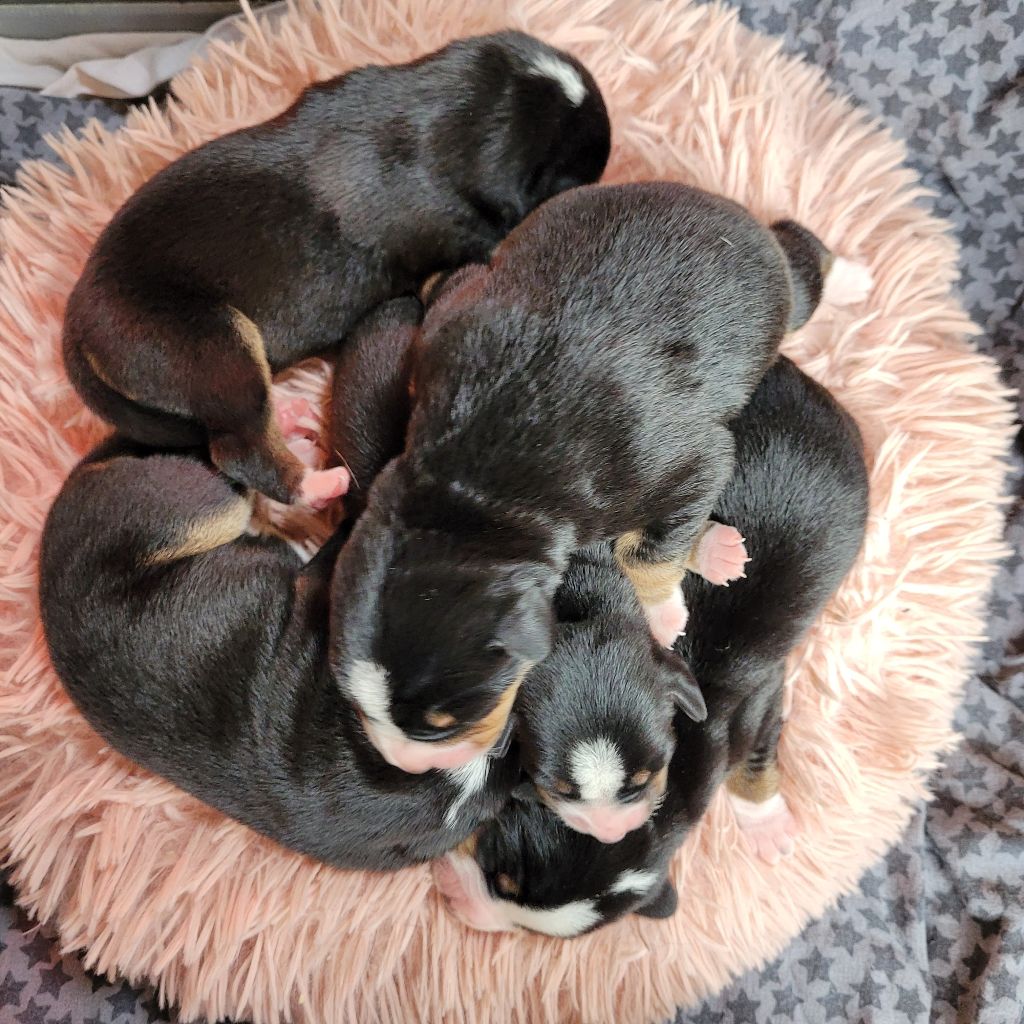 Chiot Bouvier de l'Entlebuch Du Mystère Des Bastides