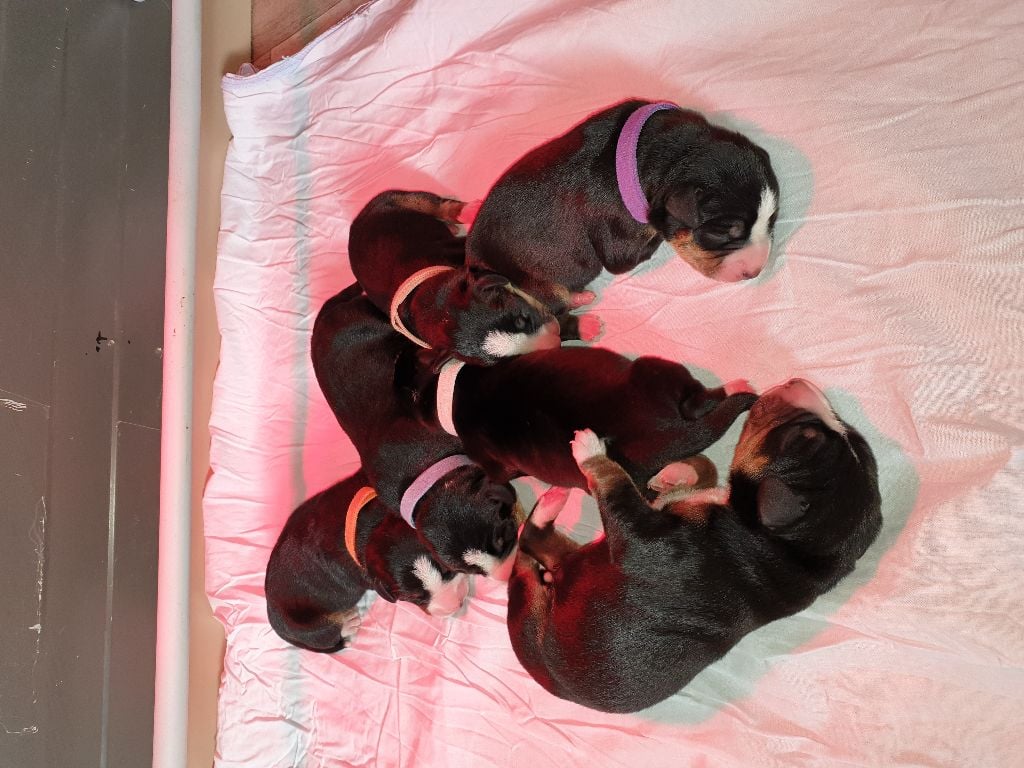 Chiot Bouvier de l'Entlebuch Du Mystère Des Bastides