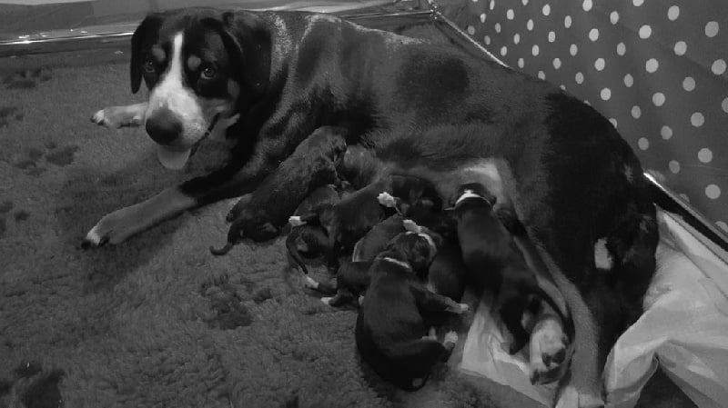 Chiot Bouvier de l'Entlebuch Du Mystère Des Bastides