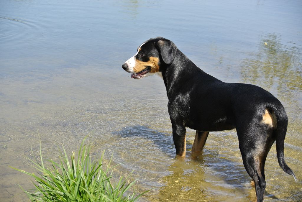 Chiot Bouvier de l'Entlebuch Du Mystère Des Bastides