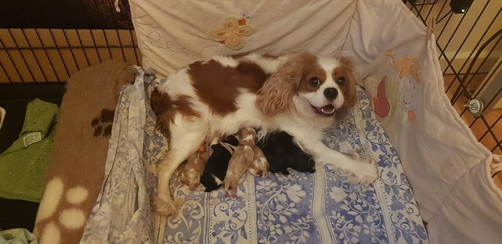 Des Senteurs De Provence - Cavalier King Charles Spaniel - Portée née le 23/03/2019