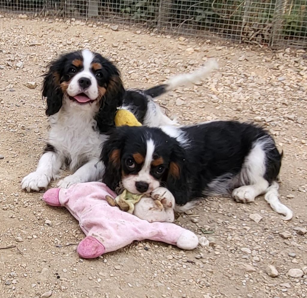 Des Senteurs De Provence - Cavalier King Charles Spaniel - Portée née le 19/04/2022