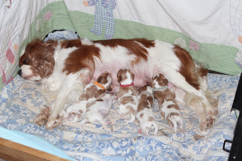 Des Senteurs De Provence - Cavalier King Charles Spaniel - Portée née le 12/04/2019