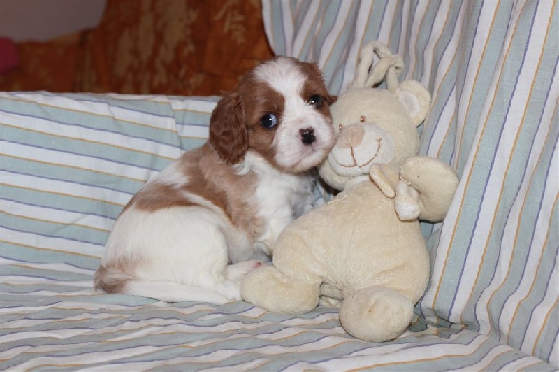 Des Senteurs De Provence - Cavalier King Charles Spaniel - Portée née le 24/10/2016