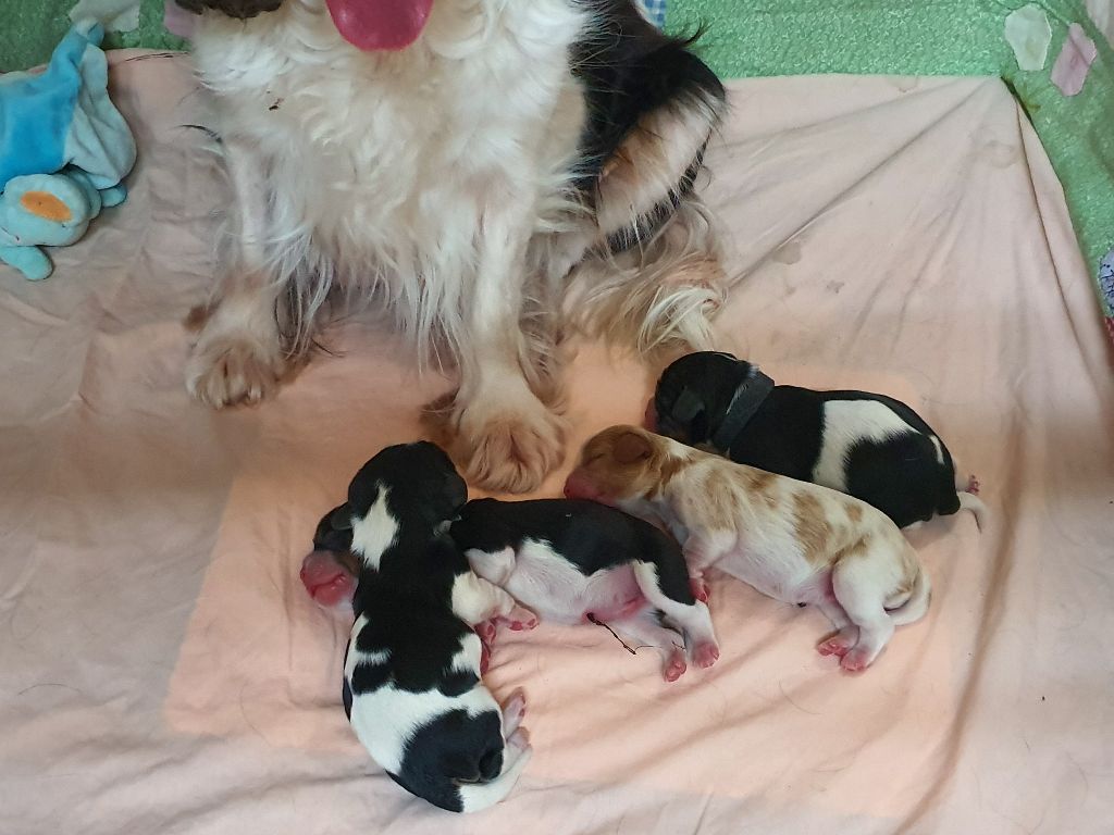 Des Senteurs De Provence - Cavalier King Charles Spaniel - Portée née le 27/11/2019