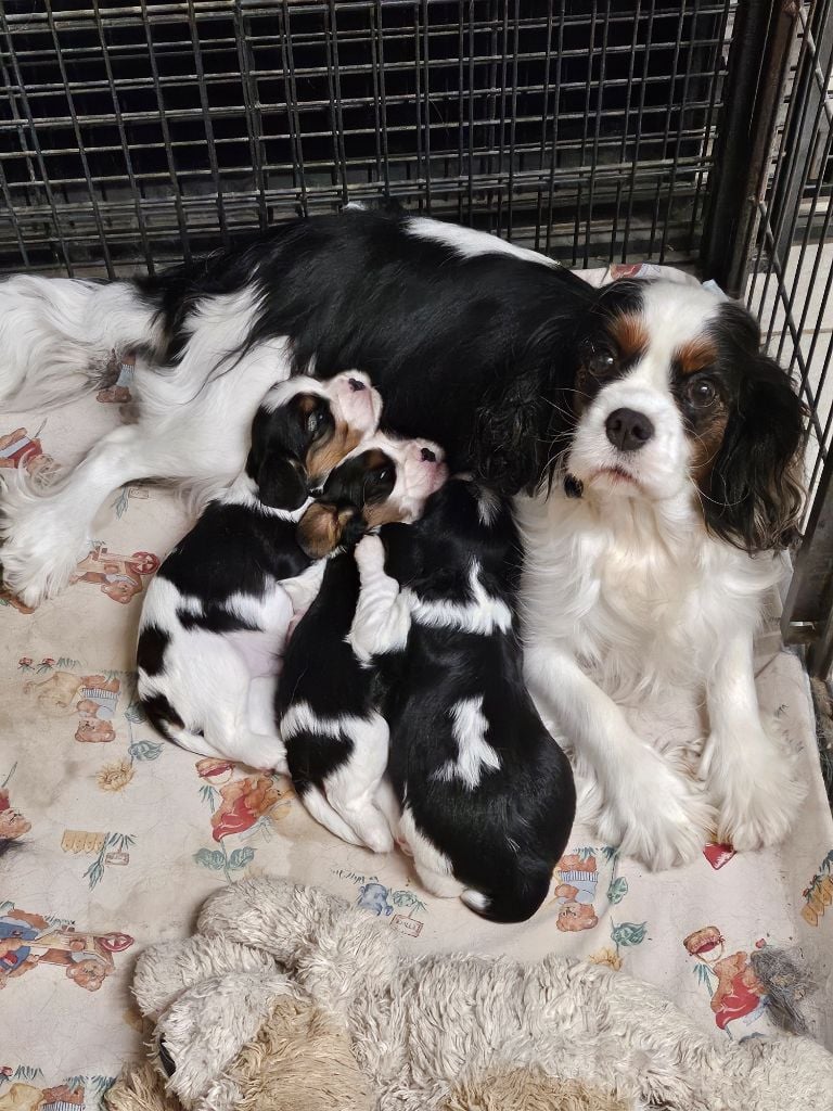 Des Senteurs De Provence - Cavalier King Charles Spaniel - Portée née le 29/09/2023