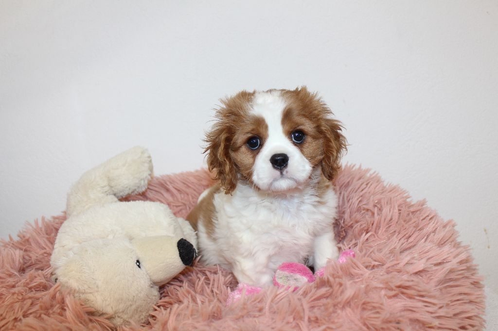 Des Senteurs De Provence - Cavalier King Charles Spaniel - Portée née le 04/12/2020