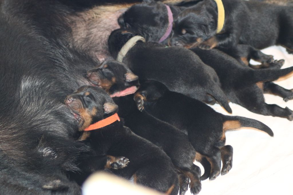 Chiot Berger de Beauce Des Bas Rouges Des Essarts