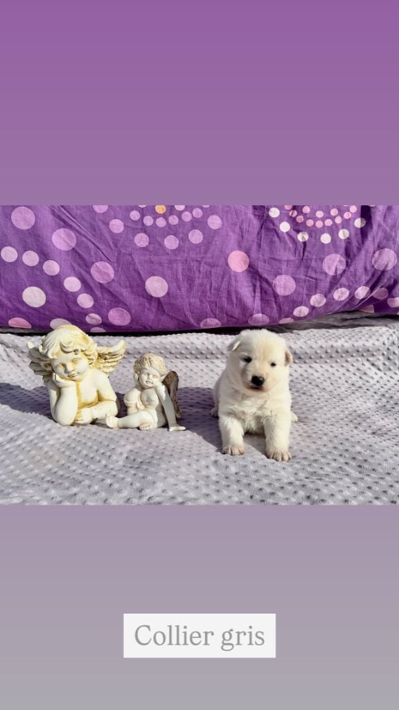 Of White Swan - Chiots disponibles - Berger Blanc Suisse