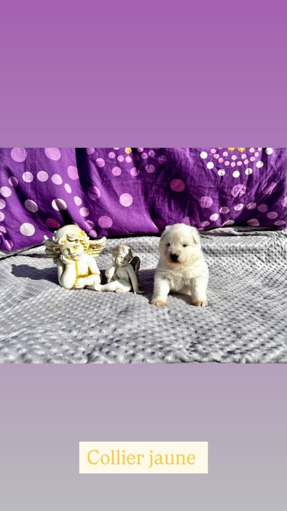 Of White Swan - Chiots disponibles - Berger Blanc Suisse