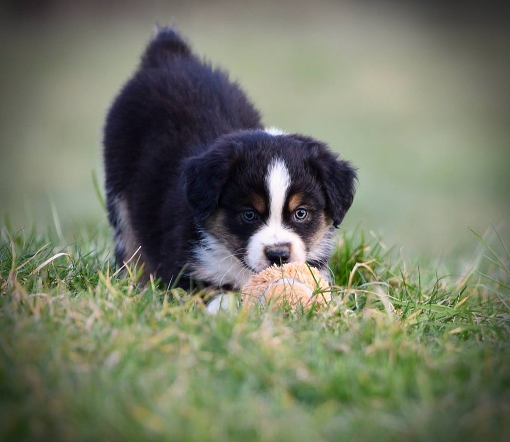 Of Swanee River - Chiots disponibles - Berger Américain Miniature 