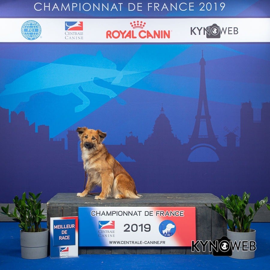 Nalla de la Porte des Touim's CACS-CACIB-BOB au Championnat de France 