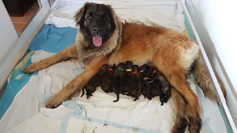 De La Légende D'Ellorea - Leonberger - Portée née le 05/06/2016