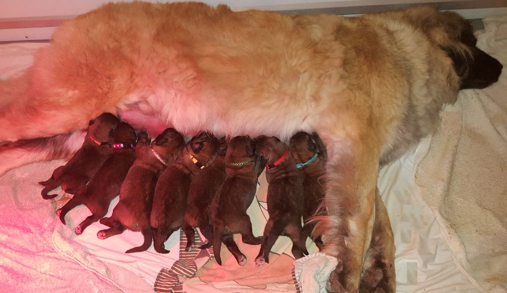 De La Légende D'Ellorea - Leonberger - Portée née le 23/07/2017