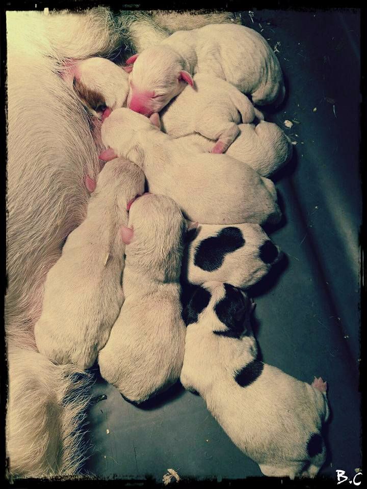 Naissance des chiots d'Erbag