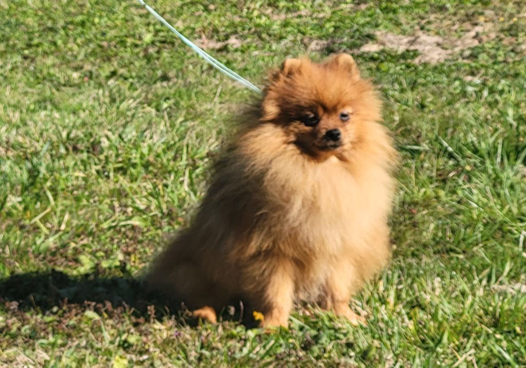 Chiot Spitz allemand du Royaume des p'tites fées