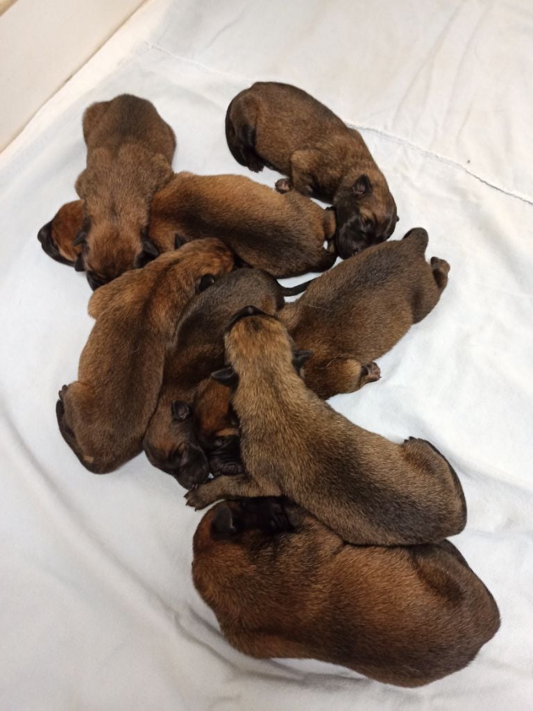 Naissance des chiots de Lytak