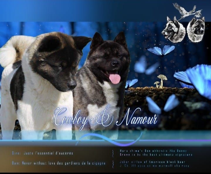 Chiot Akita americain Des Gardiens De La Cigogne