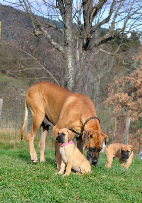 De Peredur - Nouvelles photos des chiots de Galatée et You Are Not Alone