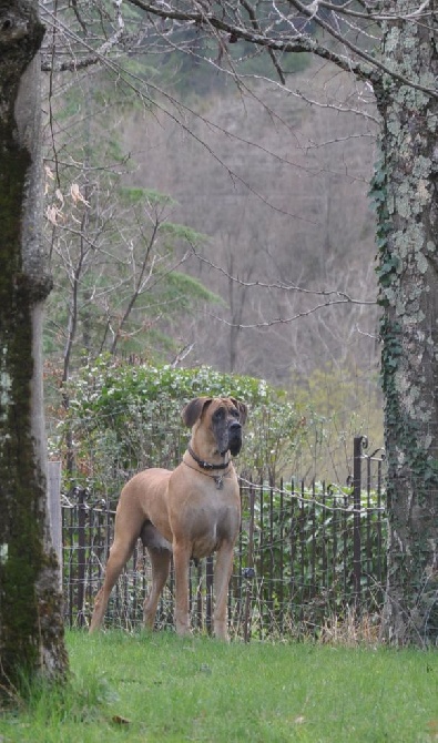 De Peredur - Les chiots de Galatée et You Are Not Alone ont 2 mois