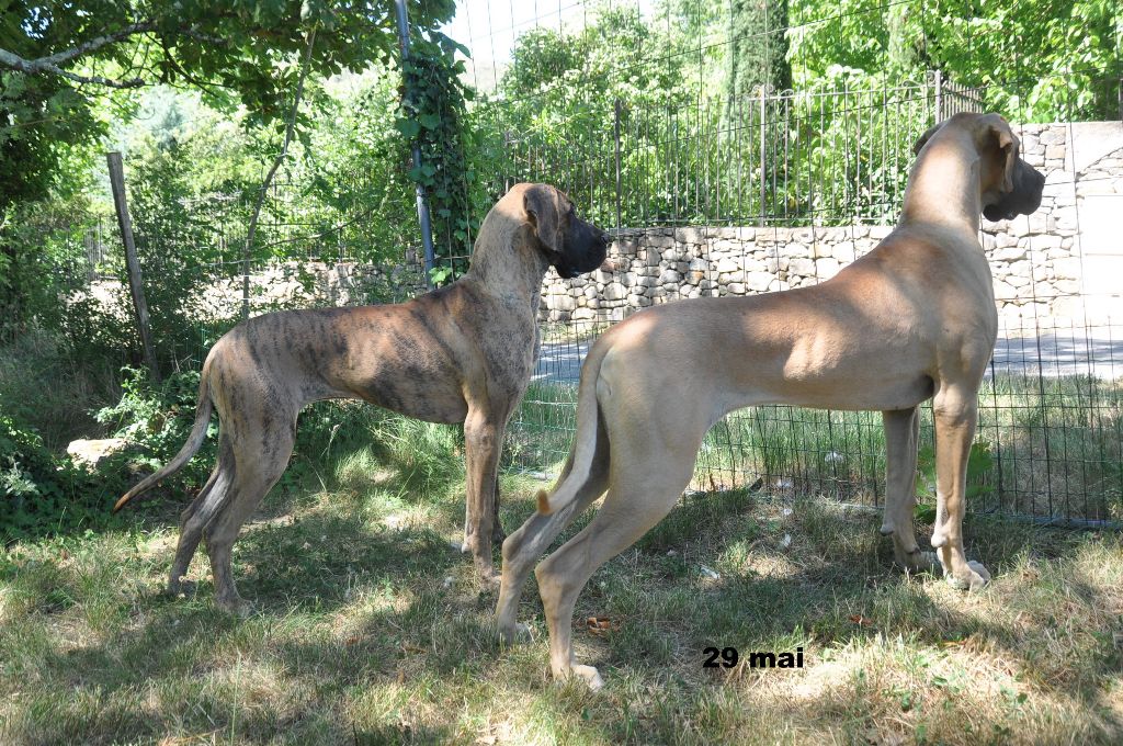 De Peredur - Premières expositions de Sharlotte et de Salomé