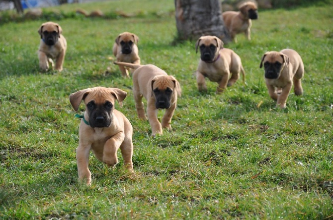 De Peredur - Petite sortie pour les chiots de Galatée et de "Lone"