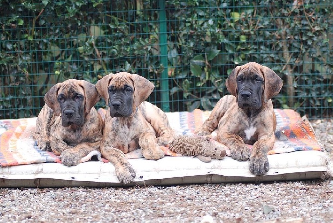 De Peredur - Chiots bringés disponibles